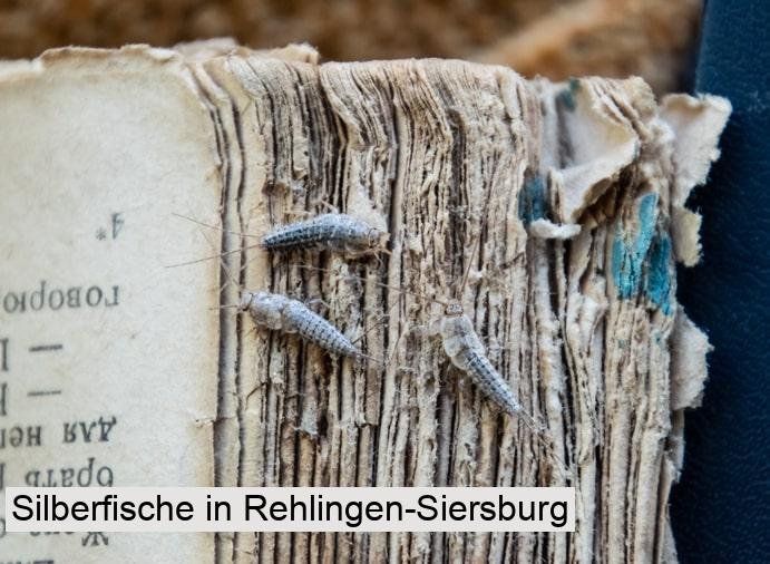 Silberfische in Rehlingen-Siersburg